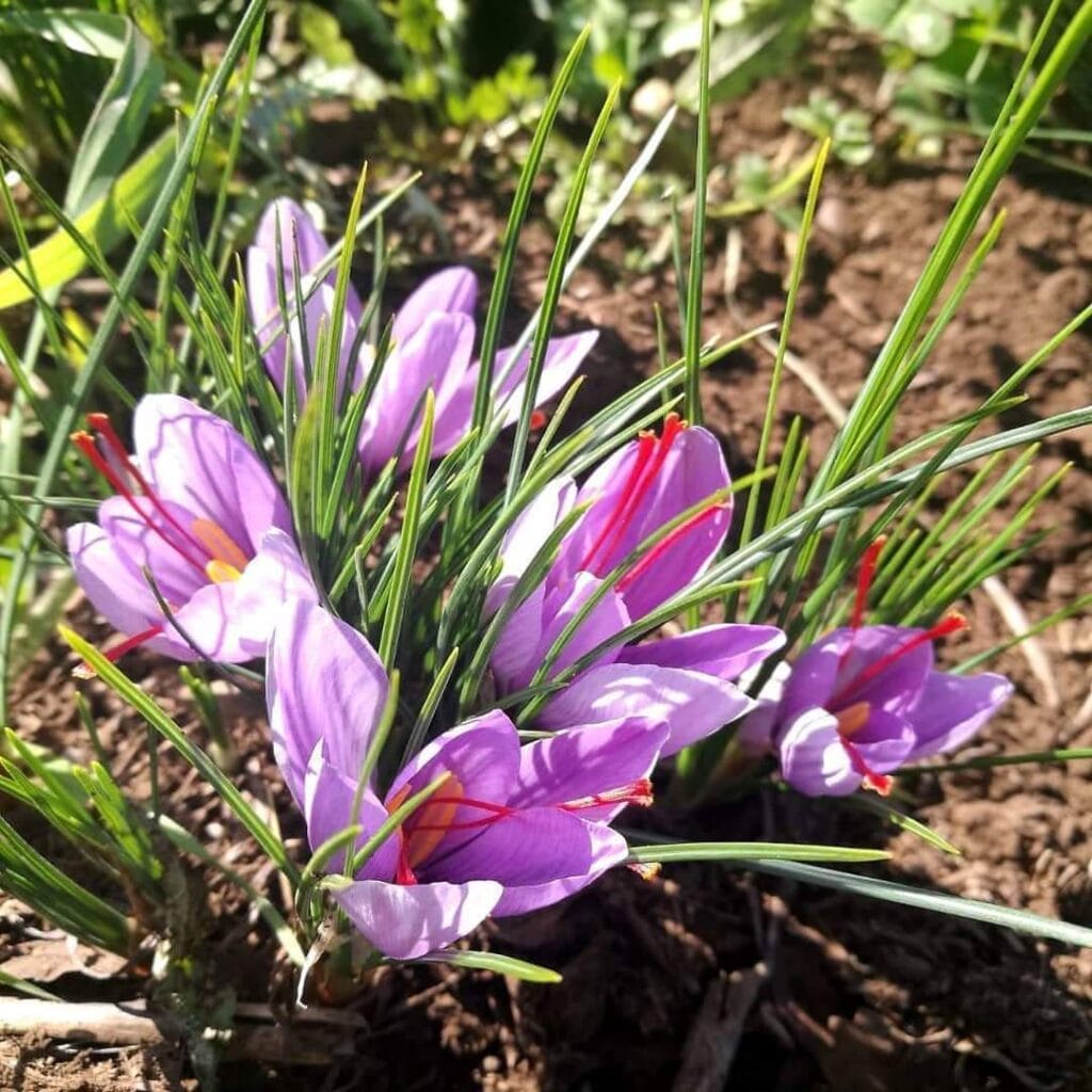 Piante di zafferano in fiore con petali viola e stimmi rosso intenso, circondate da foglie sottili verdi. I fiori emergono dal terreno marrone sotto la luce del sole, evidenziando la bellezza della coltivazione dello zafferano dell'Etna
