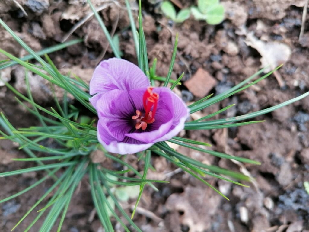 Fiore di zafferano in piena fioritura, con petali viola e stimmi rosso intenso, circondato da foglie sottili verdi. Il fiore emerge dal terreno scuro e ricco, simbolo della coltivazione dello zafferano dell'Etna.